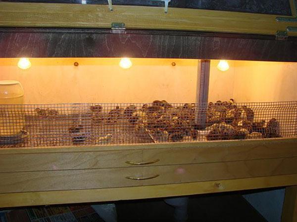 Special illuminated cage for turkey chicks