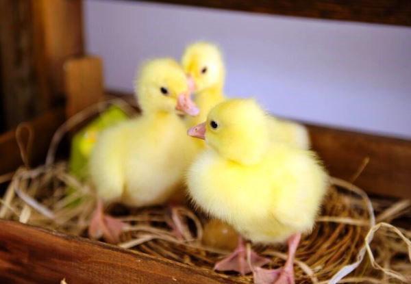 Daily goslings from the incubator