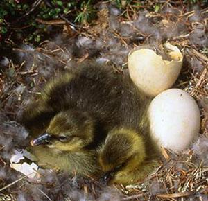Newly hatched goslings