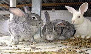 Rabbits have poor immunity to various diseases