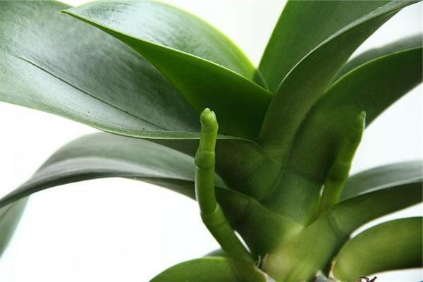 Orchidei rastie vzdušný koreň a stopka
