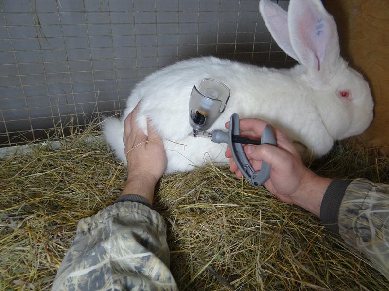 A vacinação de coelhos protegerá os animais contra doenças