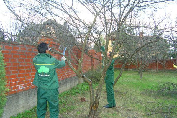 Spring pruning of fruit trees