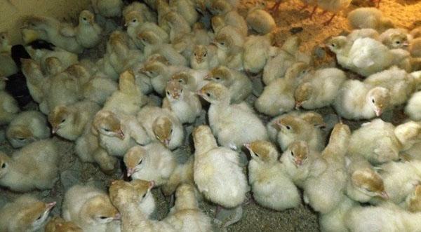 Growing turkey poults is troublesome but profitable