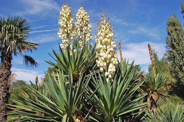 Yucca vláknitá v přírodě
