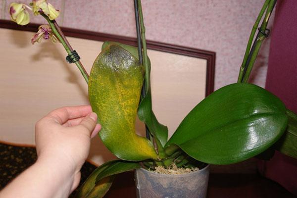 Moje oblíbená orchidej je nemocná