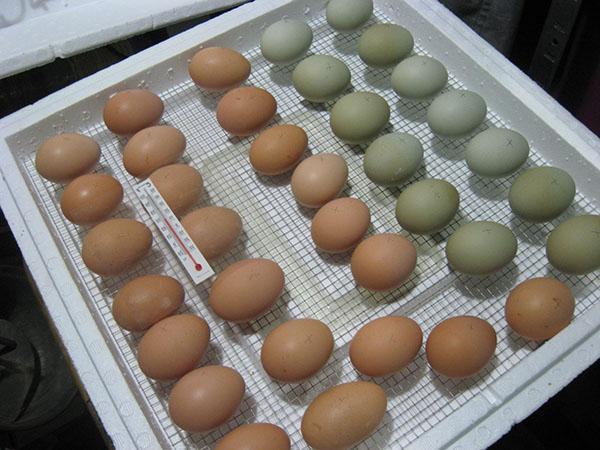 Mise en incubation des œufs