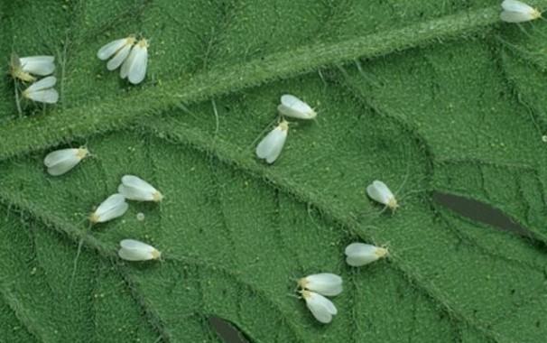 whitefly on flowers