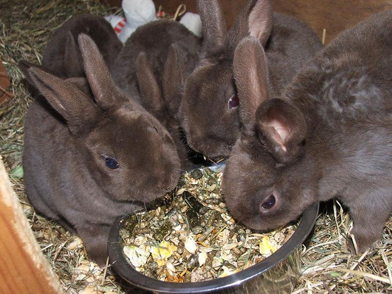 was die Kaninchen zu füttern