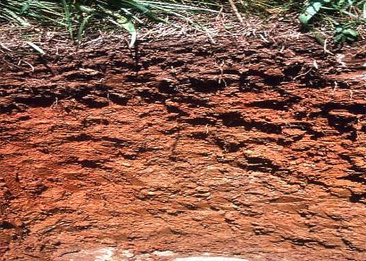 глинеста почва