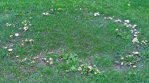Toadstools sur la pelouse