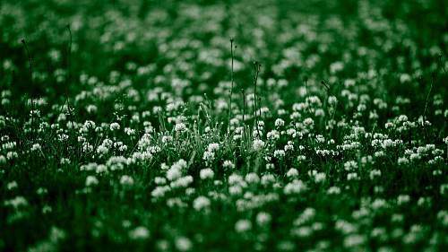 trawnik koniczyny
