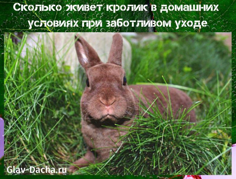 hvor længe lever en kanin