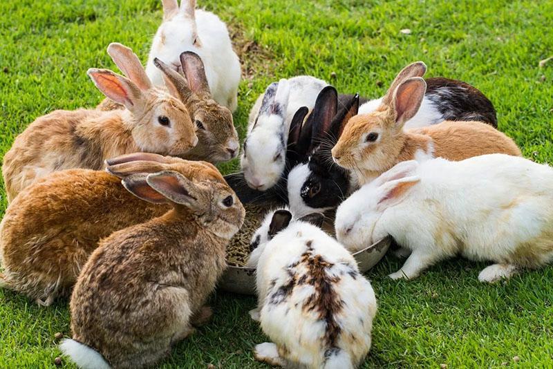 con thỏ sống ở nhà bao lâu