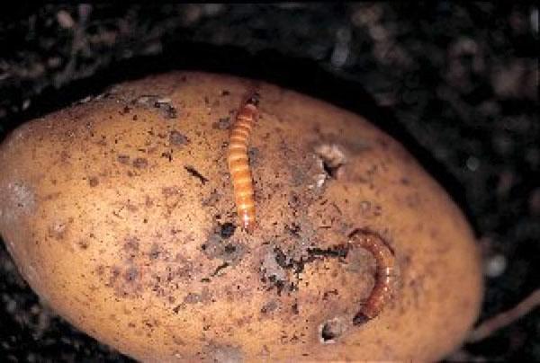 parassita della patata wireworm