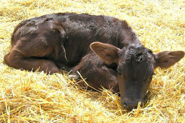 A sick calf needs to be isolated