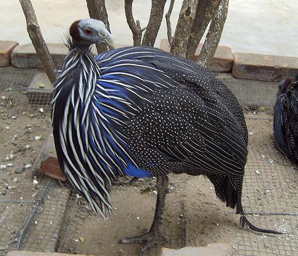 Vulture guinea fowl