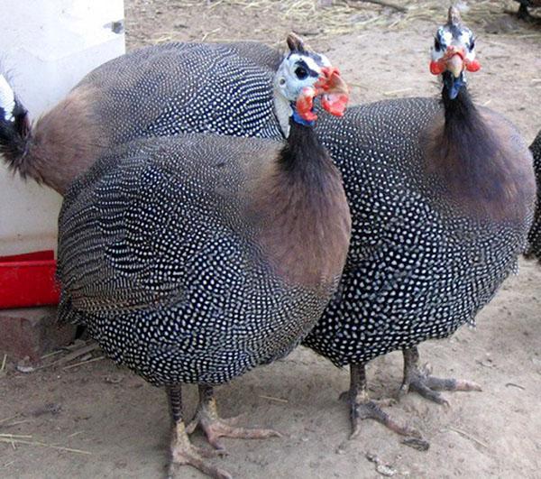 Guinea fowls in the master's yard