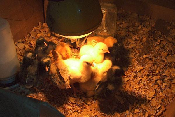 Csirkék sütkéreznek a lámpa alatt