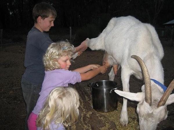 Kinderen melken een geit