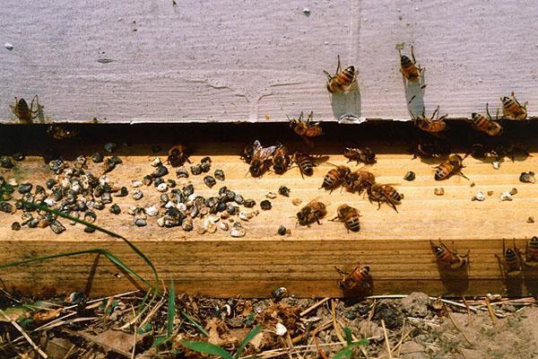 Askosan og Unisan bruges til at behandle ascospherosis af bier