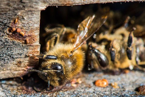 Lozeval s’utilitza per augmentar la immunitat de les abelles.