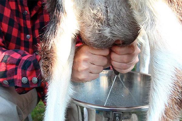 Memerah susu kambing