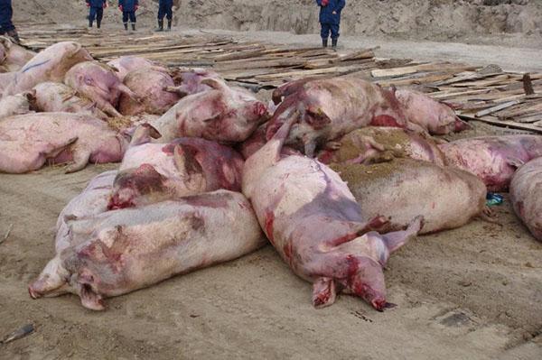 The death of pigs affected by African plague