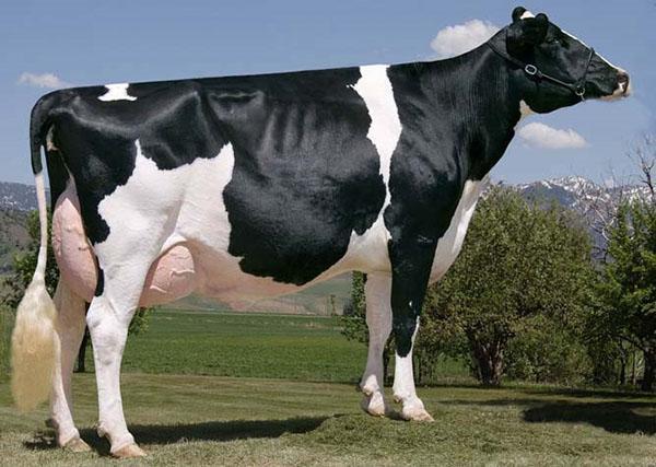 سلالة هولندية من أبقار الألبان