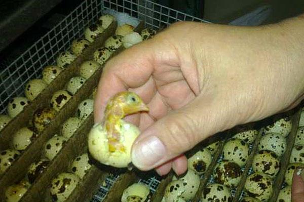 Putpelių kiaušinių inkubavimas
