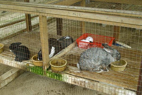 Ang compound feed ay isang mahalagang sangkap sa pagtataas ng mga rabbits