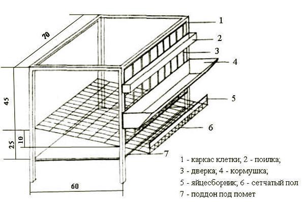 Cage design for keeping hens