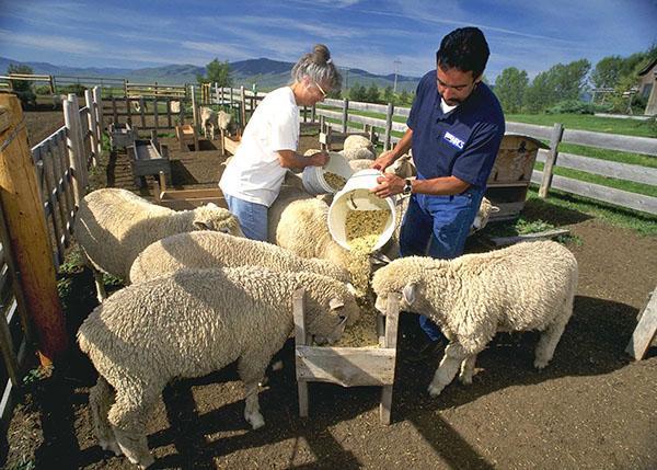 Donar de menjar a les ovelles