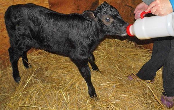 Botol memberi makan anak lembu