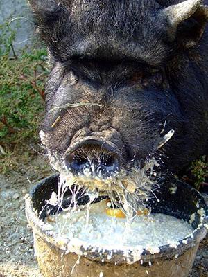 تغذية الخنازير الفيتنامية