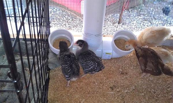 PVC pipe chick feeder