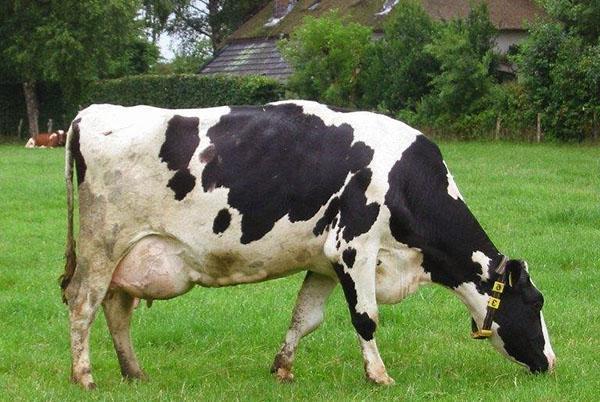 Βοσκή αγελάδα με αιμορραγική μαστίτιδα