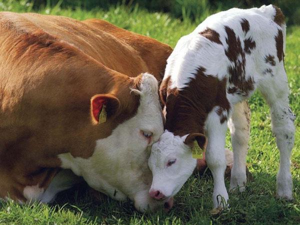 Karvė su veršeliu
