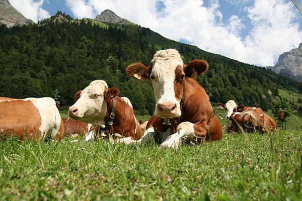 Govis ganās