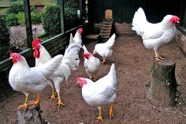 Chickens Leghorn white