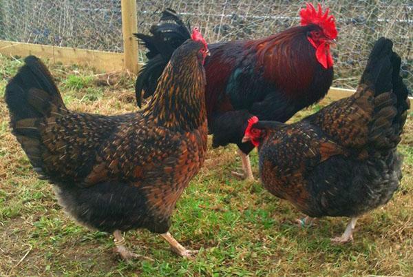 Pollos de la raza Cornish