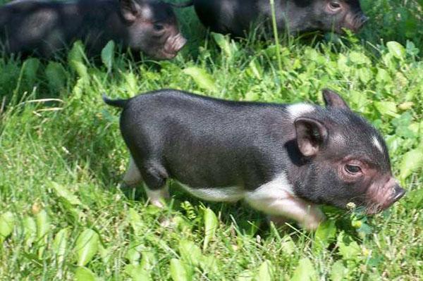 Mažos kiaulės ant vejos