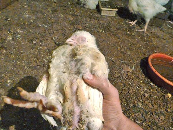 Mortalidad masiva de pollos de engorde