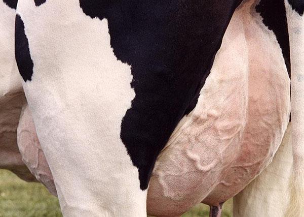 Nemůžeš pít mléko od nemocné krávy
