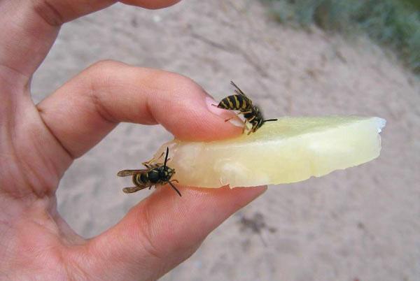 W miejscu użądlenia pszczoły pojawia się pieczenie i obrzęk