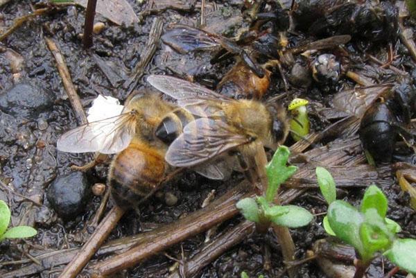 Overtrædelse af reglerne for at holde bier fører til deres sygdom