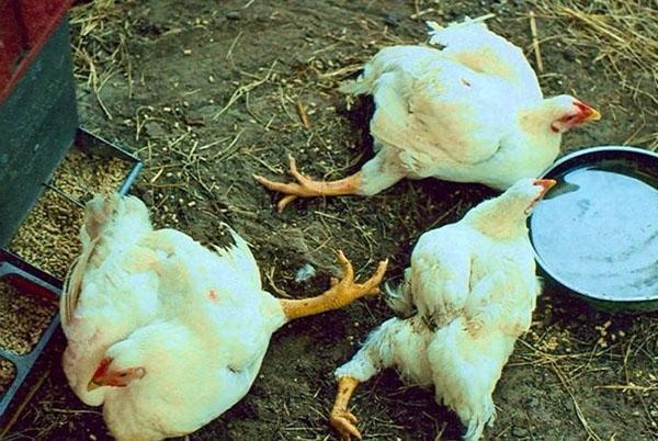 Felaktig näring och underhåll av slaktkycklingar leder till att fåglar dör