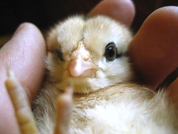 Newborn chicks need the care of their owner