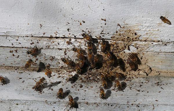 Nosematose de abelhas