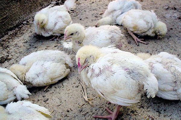 Avendo riscontrato la diarrea nei polli da carne, è urgente iniziare il trattamento